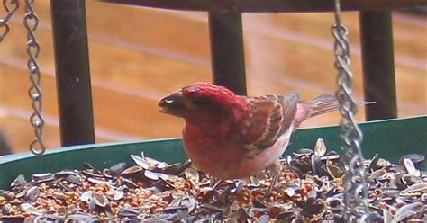 Red Headed Sparrow Or House Finch Album On Imgur