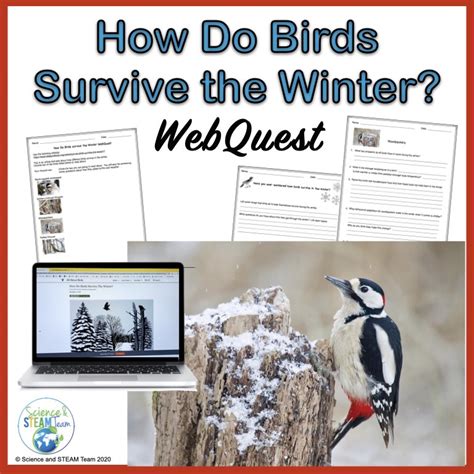 Animal Adaptations How Do Birds Survive In Winter Webquest Classful