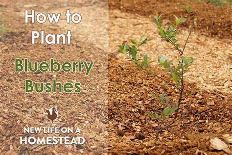 Planting Blueberry Bushes And Our New Patch New Life On A Homestead