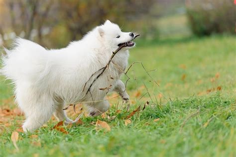 Even their most delightful feature, a perpetual smile, has a practical. How Much So Samoyeds Cost? Costs, Considerations & Buying ...