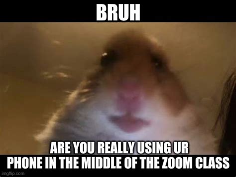 Hamster Looking At Camera Imgflip