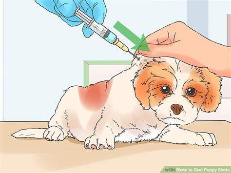 How To Give Puppy Shots With Pictures Wikihow