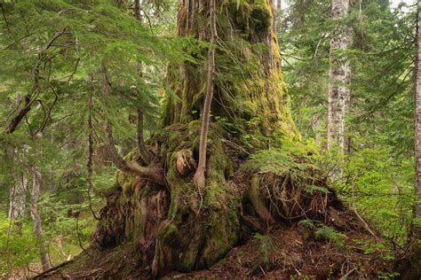 Guide To Olympic National Parks Ancient Forests Giant Trees And Old