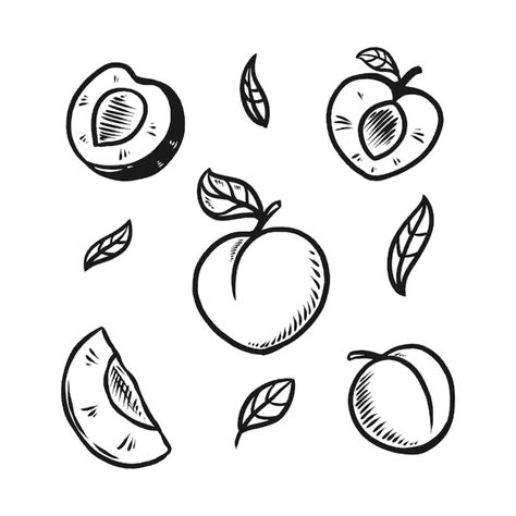 Premium Vector Peach Fruit Doodle Set Hand Drawn Illustration