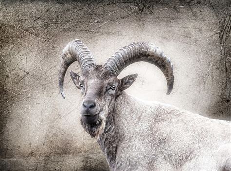 The Wild Goat With The Beard Photograph By Carol C Fine Art America