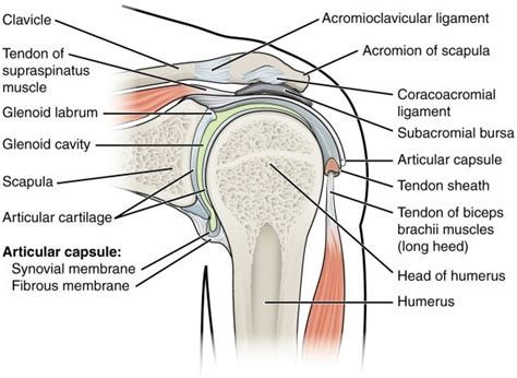 Shoulder blade anatomy diagram shoulders should be stabilized by squeezing shoulder blades together slightly only the elbow joint should move sit in upright position on a flat bench rest dumbbells. Shoulder Joint Anatomy Diagram