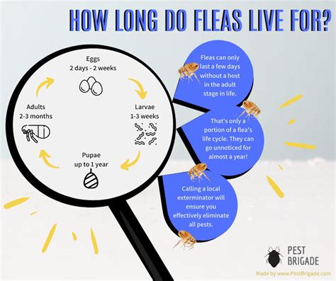 How Long Do Fleas Live Without A Host Pest Brigade
