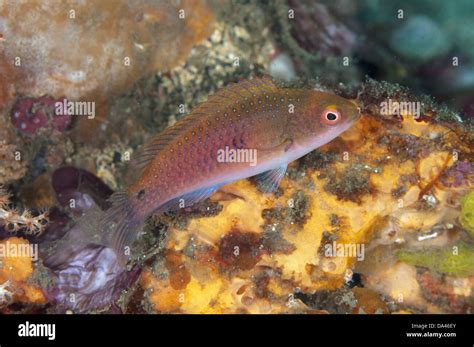 Ryukyu Fairy Wrasse Cirrhilabrus Ryukyuensis Adult On Coral Reef