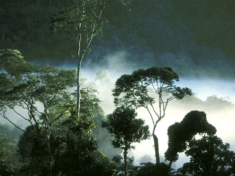 Animals Plants Rainforest: Tropical rainforest animals and plants
