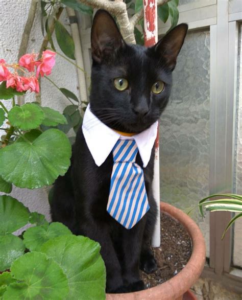 Gato Elegante Gatos