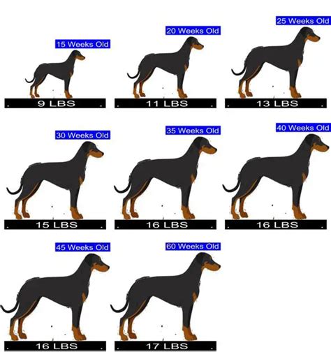 How Many Puppies Do Manchester Terriers Have Calculator For Predicting