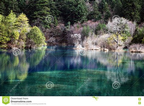 Lake At Jiuzhaigou With Colorful Tress And Blue Water Stock Image