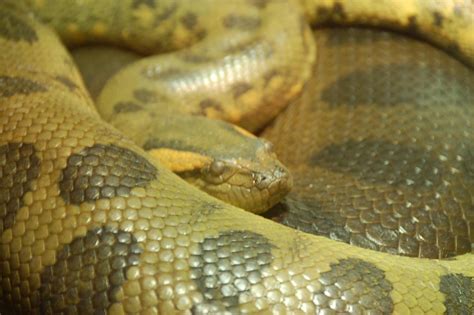 Anaconda Snake At Franklin Park Zoo Chris Devers Flickr