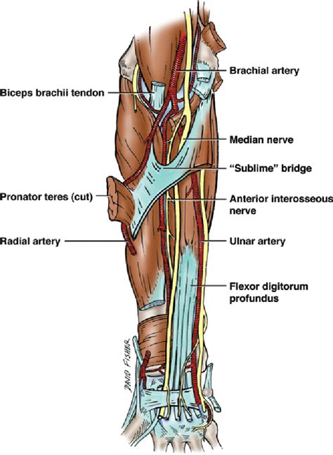 Pdf The Sublime Bridge Anatomy And Implications In Median Nerve