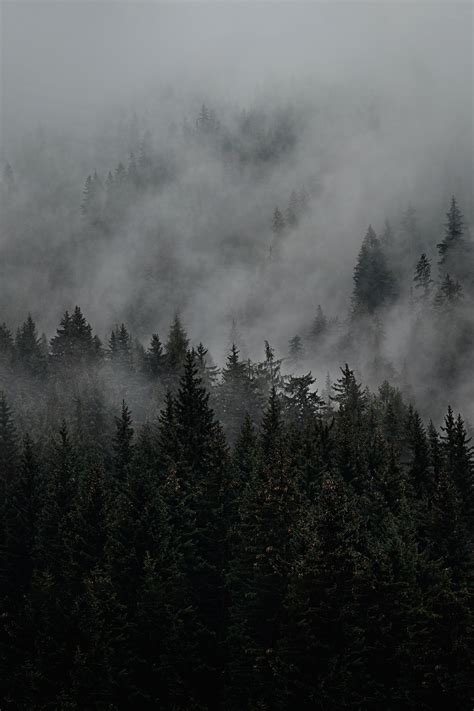 Gloomy Forest Wallpaper Riphonewallpapers