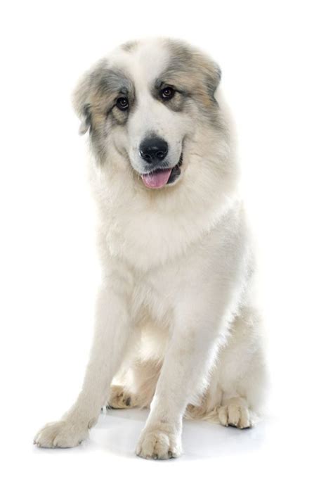 Pyrenean Mountain Dog Great Pyrenees Breeders Puppies And Breed