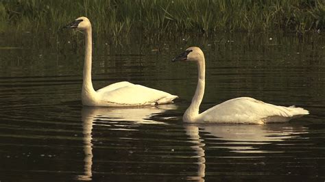 Trumpeter Swans Youtube