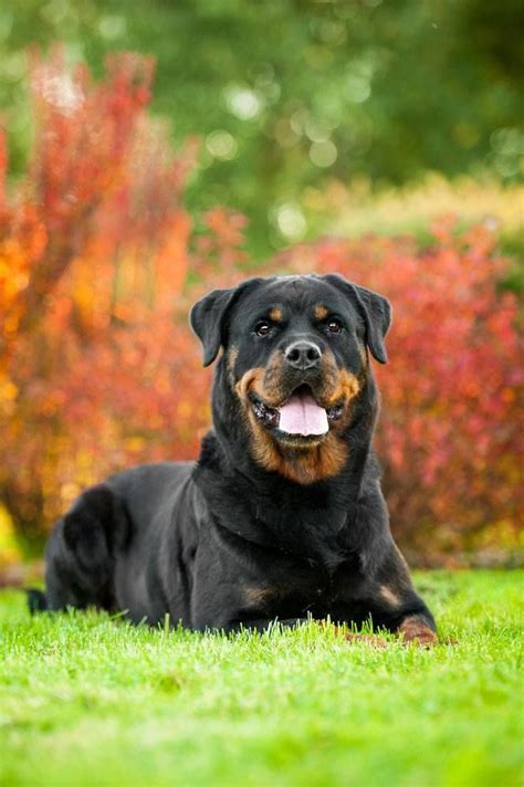 See full list on magicbabynames.com Rottweiler Names: Male And Female Names For Rotties ...