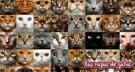 Todas Las Razas De Gatos 🥇lista Siempre Actualizada 2023