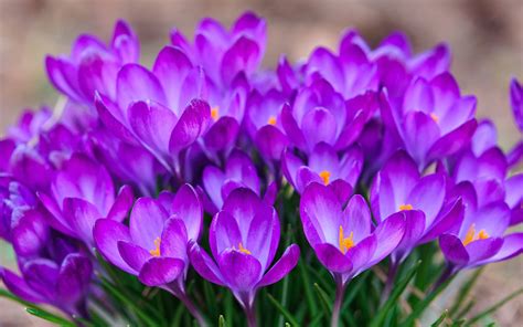 Wallpaper Many Purple Crocus Bloom Petals Spring 2560x1600 Hd Picture
