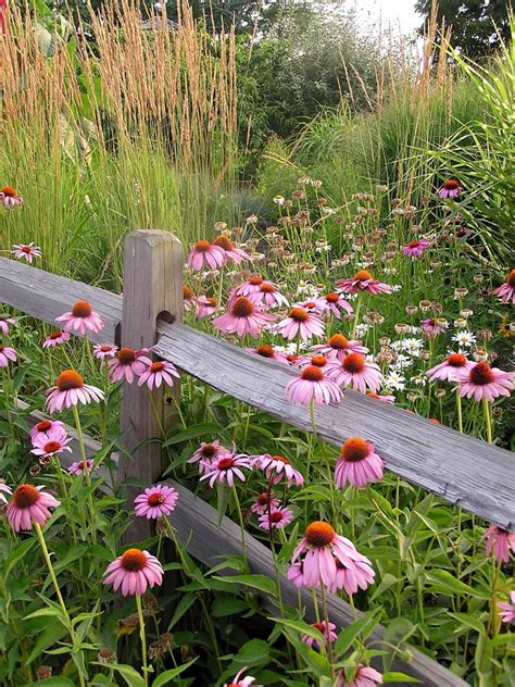 Plant Wildflowers In Your Garden And Keep Them Tidy And Organized With