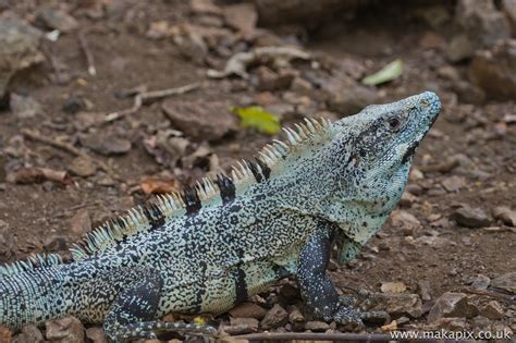 Costa Rica Lizards Makapix Not Just Travel Photography