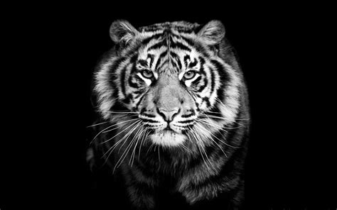 Black And White Tigers Wallpapers Wallpaper Cave