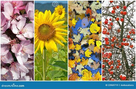 Vier Jahreszeiten Frühling Sommer Herbst Winter Lizenzfreie Stockbilder Bild 23969719