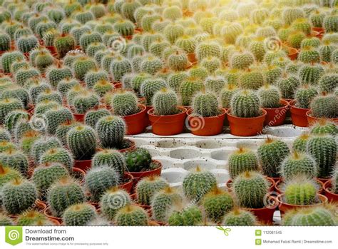 Top View Of Group Of Cactus Succulent In A Pot Stock Image Image Of