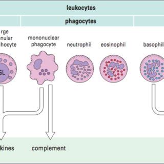 Tubular reabsorption and secretion in distal convoluted tubule & collecting ducts (principal cells) role of antidiuretic hormone reference: Overview of principal cells of the immune system and their ...