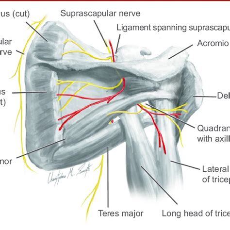 Left Shoulder Anatomy Diagram Shoulder Physiopedia Sechrest Md