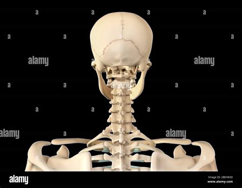 Esqueleto Humano Cabeza Y Cuello Fotografía De Stock Alamy