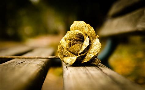 174,000+ vectors, stock photos & psd files. rose photos free download - HD Desktop Wallpapers | 4k HD