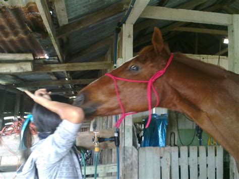 Horse rescue rescues and rehabilitates neglected and abused horses in need with the goal of placing them in responsible lifelong homes. Save a Horse Australia Horse Rescue and Sanctuary: Rescue ...