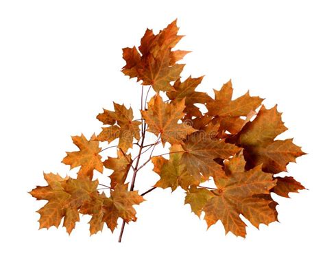 Branch Of Autumn Maple Tree Leaves Isolated On White Background Stock