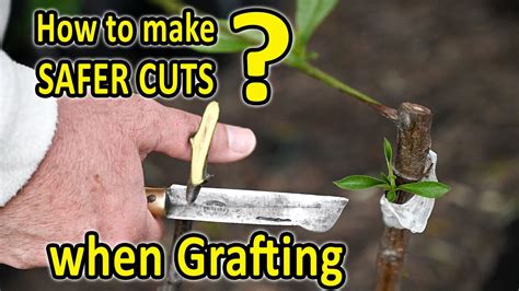 Grafting Fruit Trees How To Do Safer Cuts When Grafting Increase