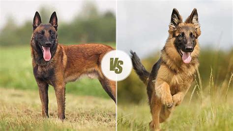 Are Belgian Malinois And German Shepherds Related