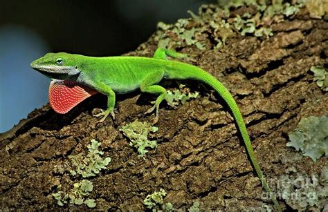 Green Anole Lizard Anolis Carolensis Wild Texas By Dave Welling Cute