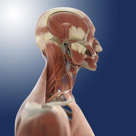 Head Anatomy Artwork Photograph By Science Photo Library Fine Art
