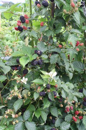 Schwarz und süß, passen sie zu desserts und torten. Brombeere Navaho® Summerlong® | Brombeeren, Garten ...