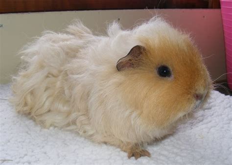 Pin On Rodents Guinea Pigs And Cavies
