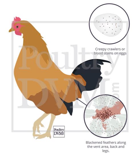 Tropical Fowl Mite Infestation In Chickens