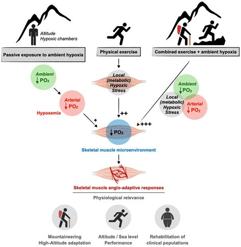 Frontiers Altitude Exercise And Skeletal Muscle Angio Adaptive