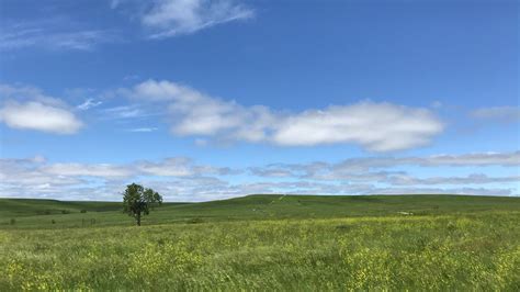 Tallgrass prairie : kansas