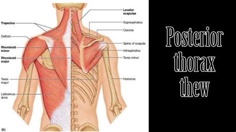 Thorax And Shoulder Muscles Song Parody Neck And Shoulder Muscles