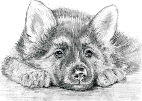 Рисунки животных карандашом для срисовки