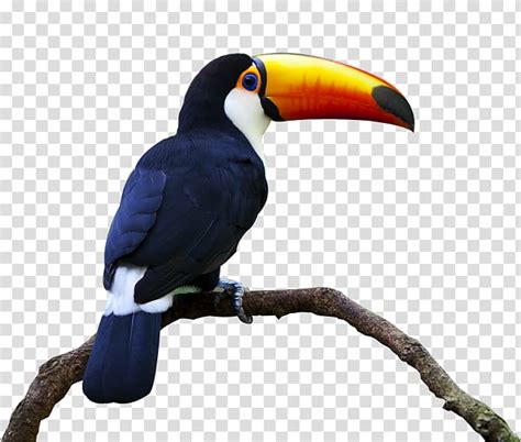 Please use and share these clipart pictures with your friends. Toucan clipart toucan bird, Toucan toucan bird Transparent FREE for download on WebStockReview 2021