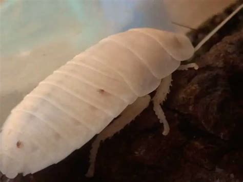 What Are White And Albino Cockroaches Pest Control Options
