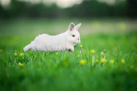 Why Do Rabbits Run In Circles Simplyrabbits Rabbit Care