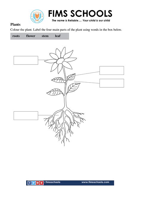 Parts Of A Plant Worksheets Worksheets My Xxx Hot Girl